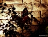 Silhouette and backlighting